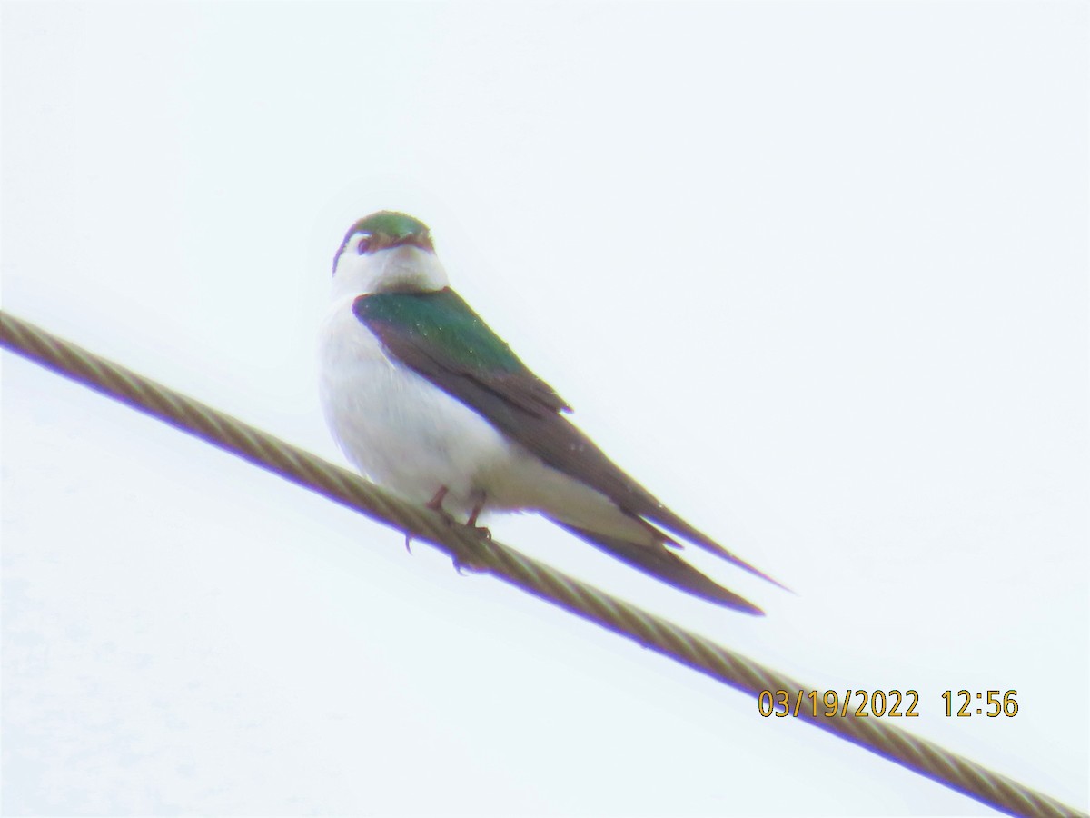 Violet-green Swallow - ML429779531