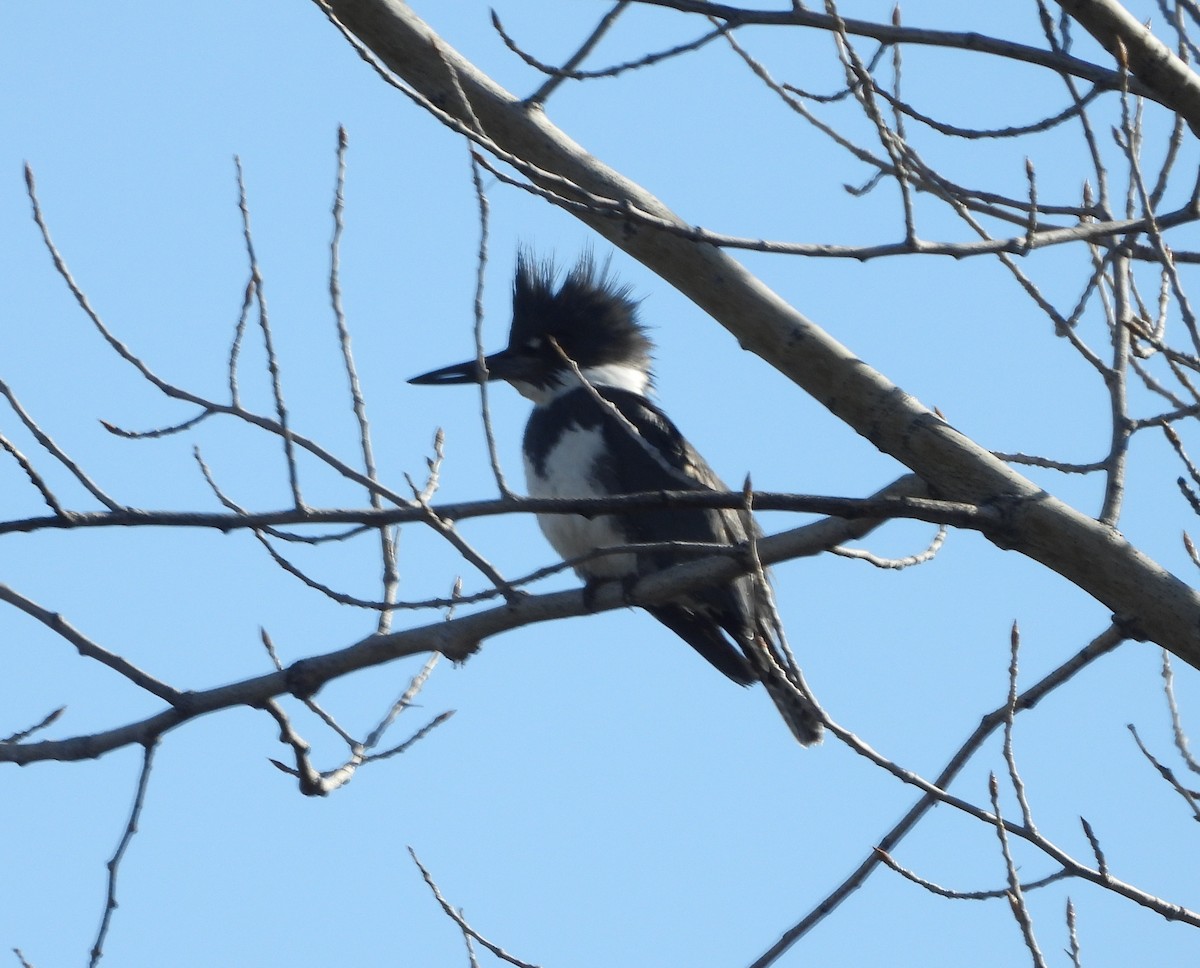 Belted Kingfisher - ML429779941