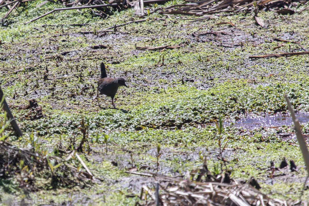 Spotless Crake - ML429780121