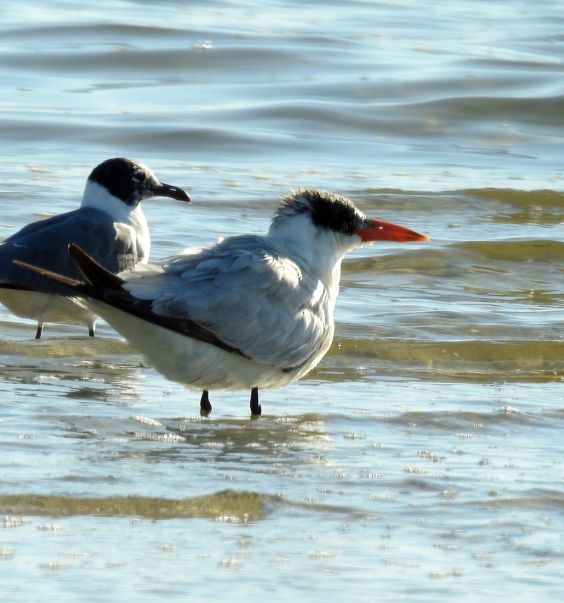 Морин хараалай - ML429780321