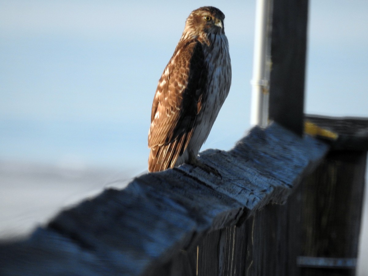 Cooper's Hawk - ML429781111