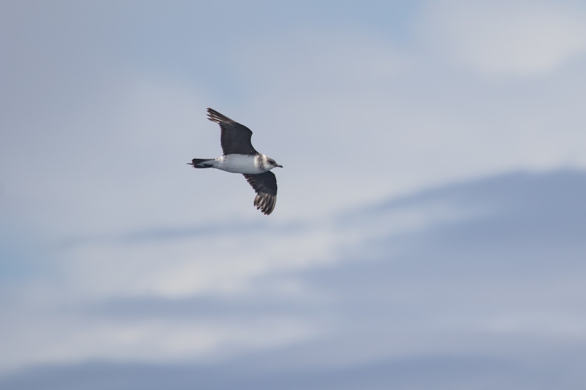 Long-tailed Jaeger - ML429781201