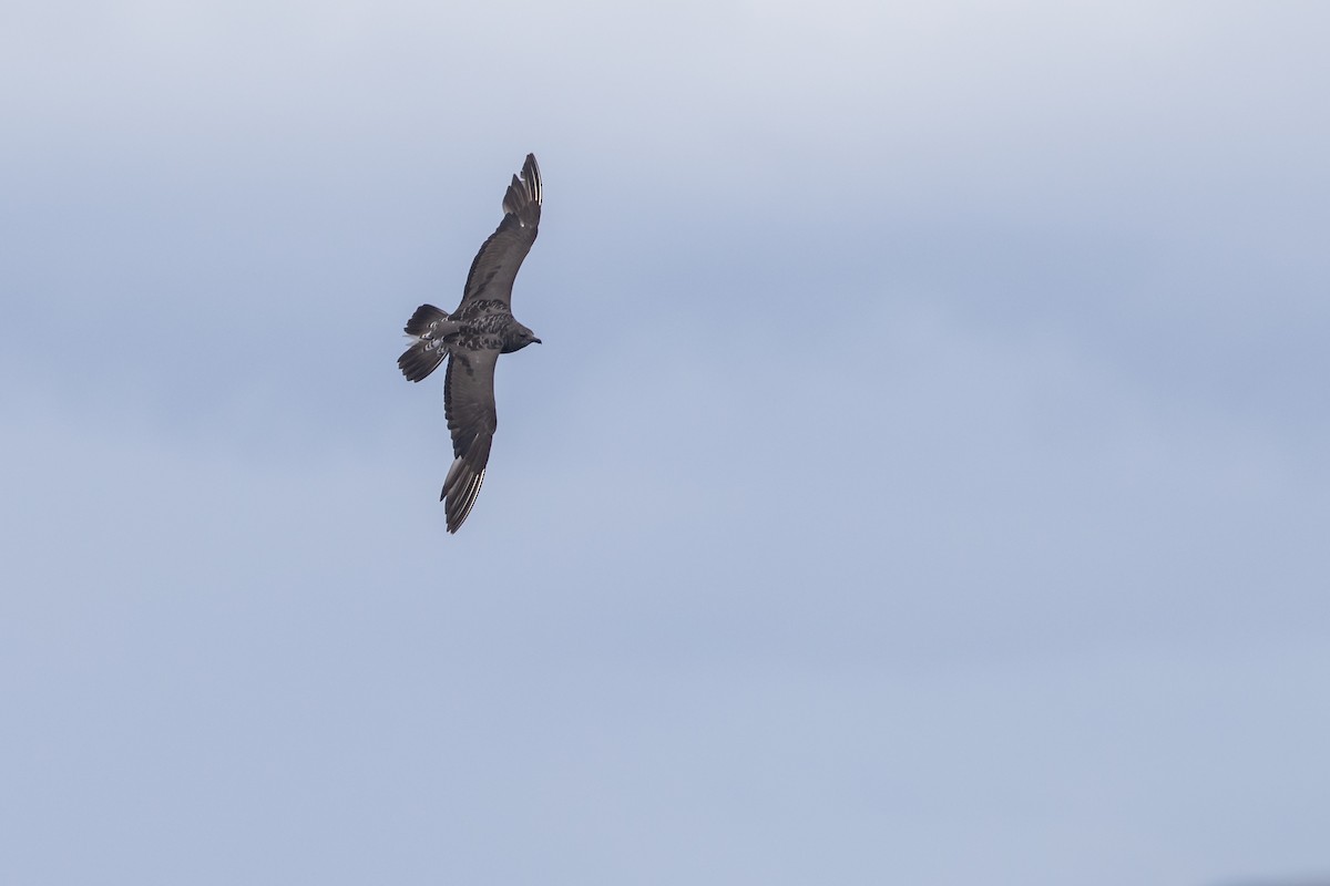 Long-tailed Jaeger - ML429781231