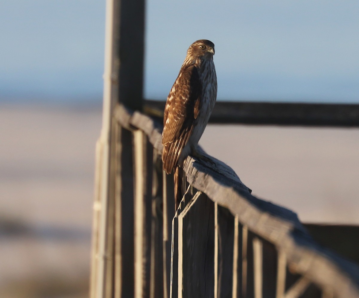 Cooper's Hawk - ML429781251