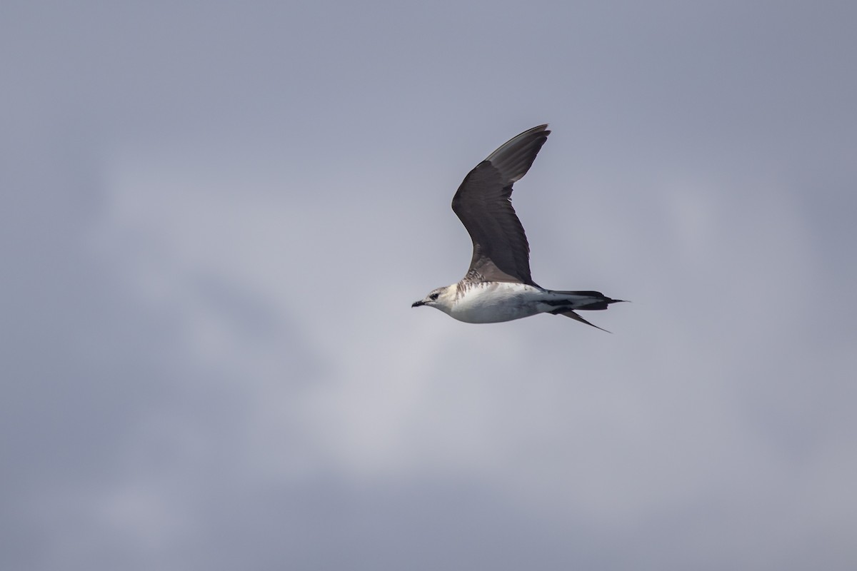 Long-tailed Jaeger - ML429781371