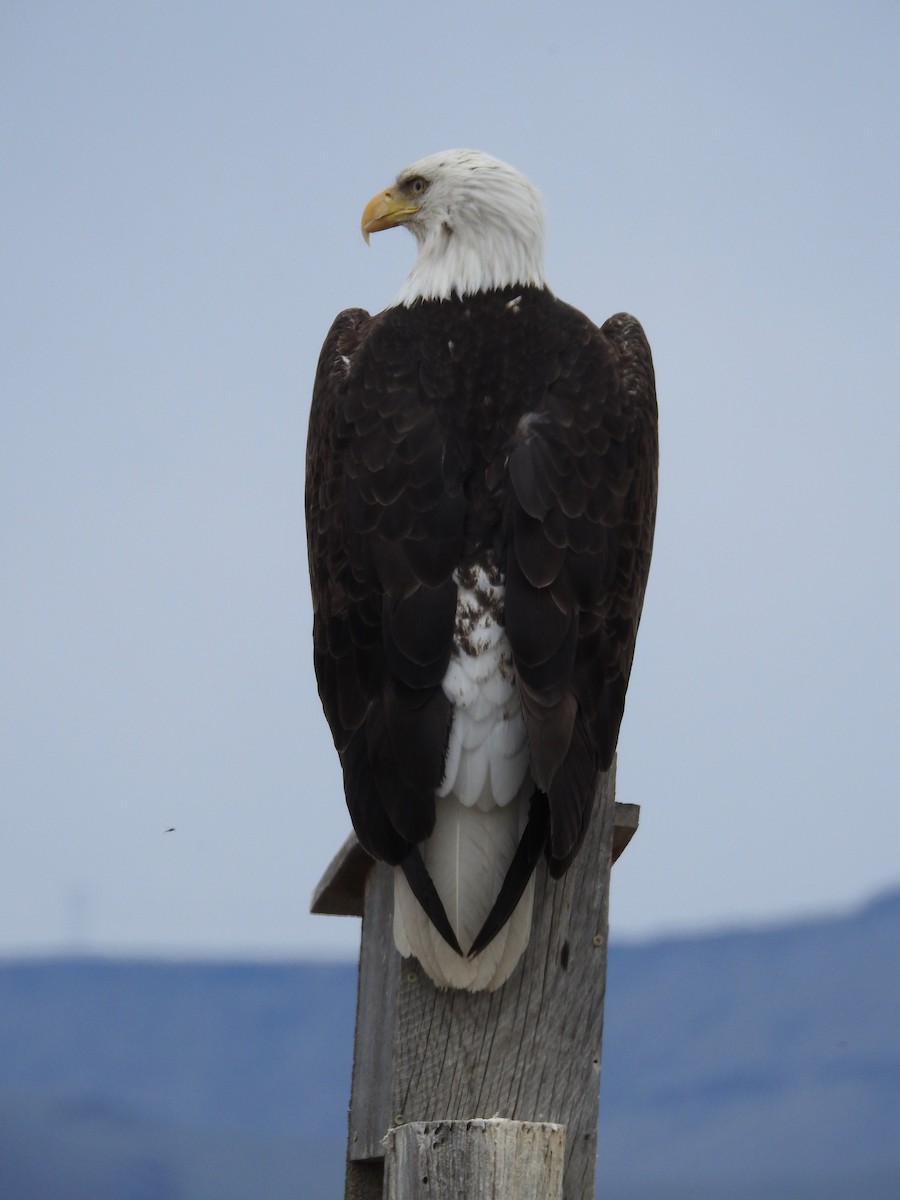 ハクトウワシ - ML429781461