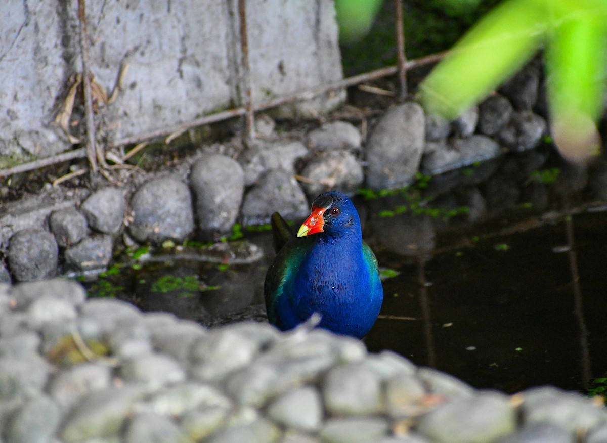 Purple Gallinule - ML429781491