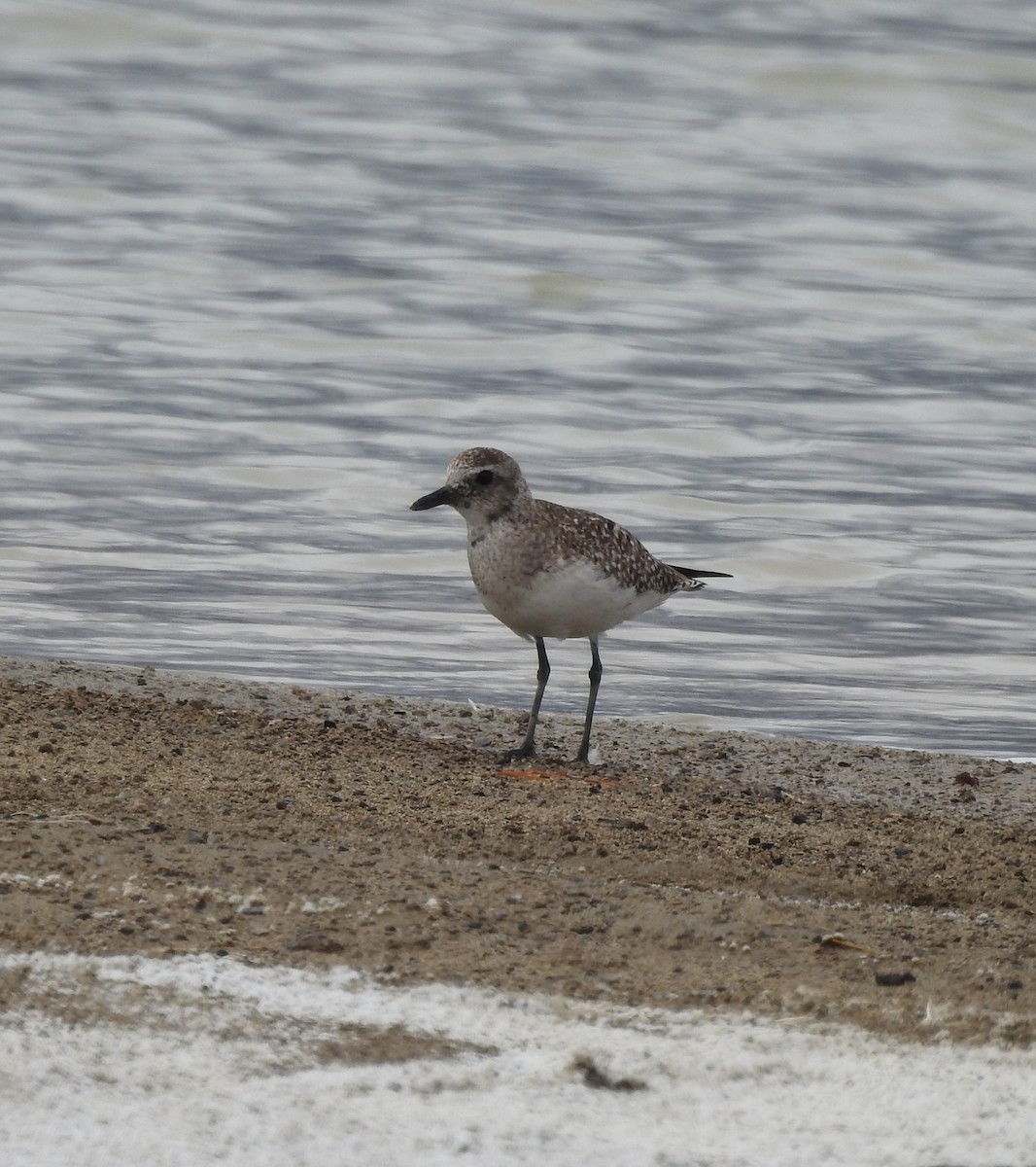 ダイゼン - ML429781791