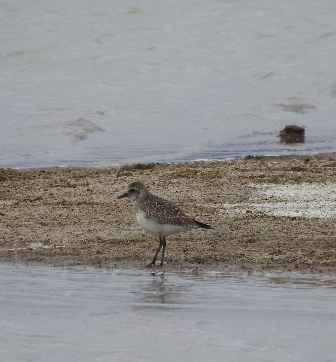 Black-bellied Plover - ML429782161