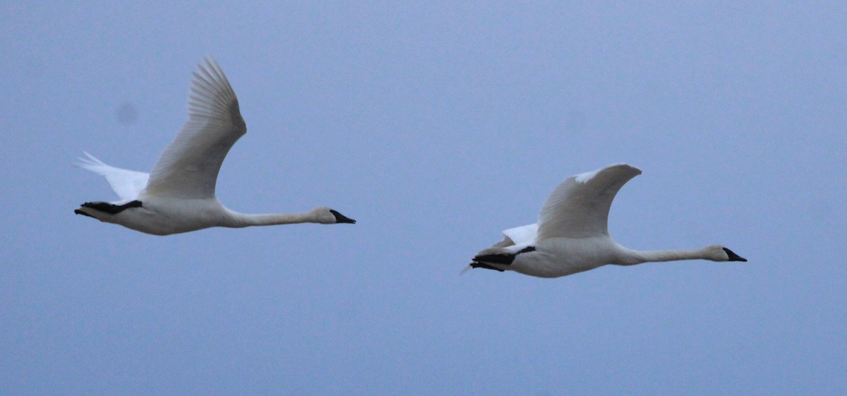 Tundra Swan - ML429785351