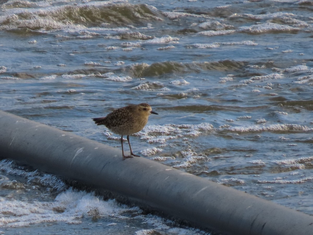 Pacific Golden-Plover - Joan Baker