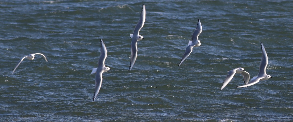 Mouette de Bonaparte - ML429787751