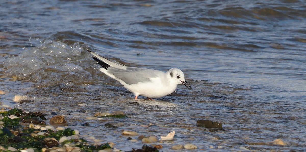 Bonaparte's Gull - ML429788801