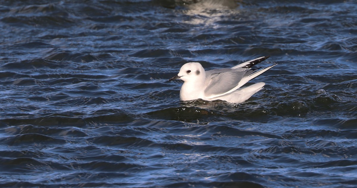 Bonaparte's Gull - ML429788891