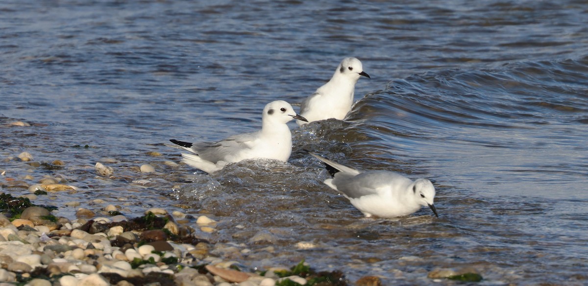 Mouette de Bonaparte - ML429789191