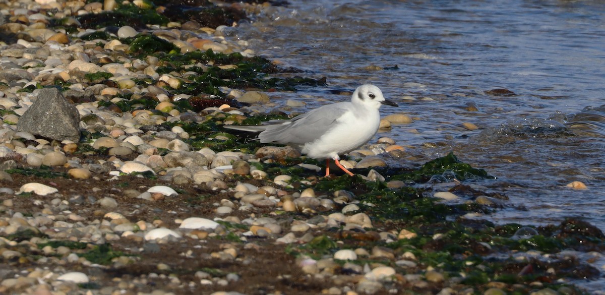 Bonaparte's Gull - ML429789491