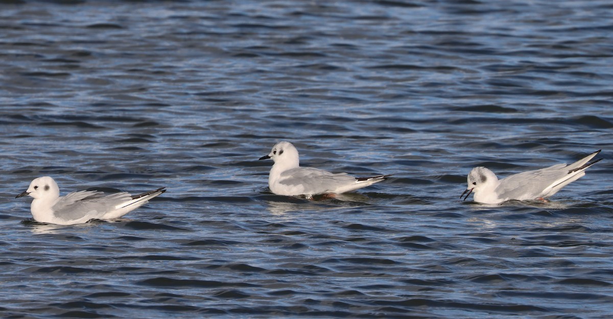 Mouette de Bonaparte - ML429789611