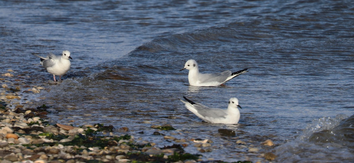 Mouette de Bonaparte - ML429789731