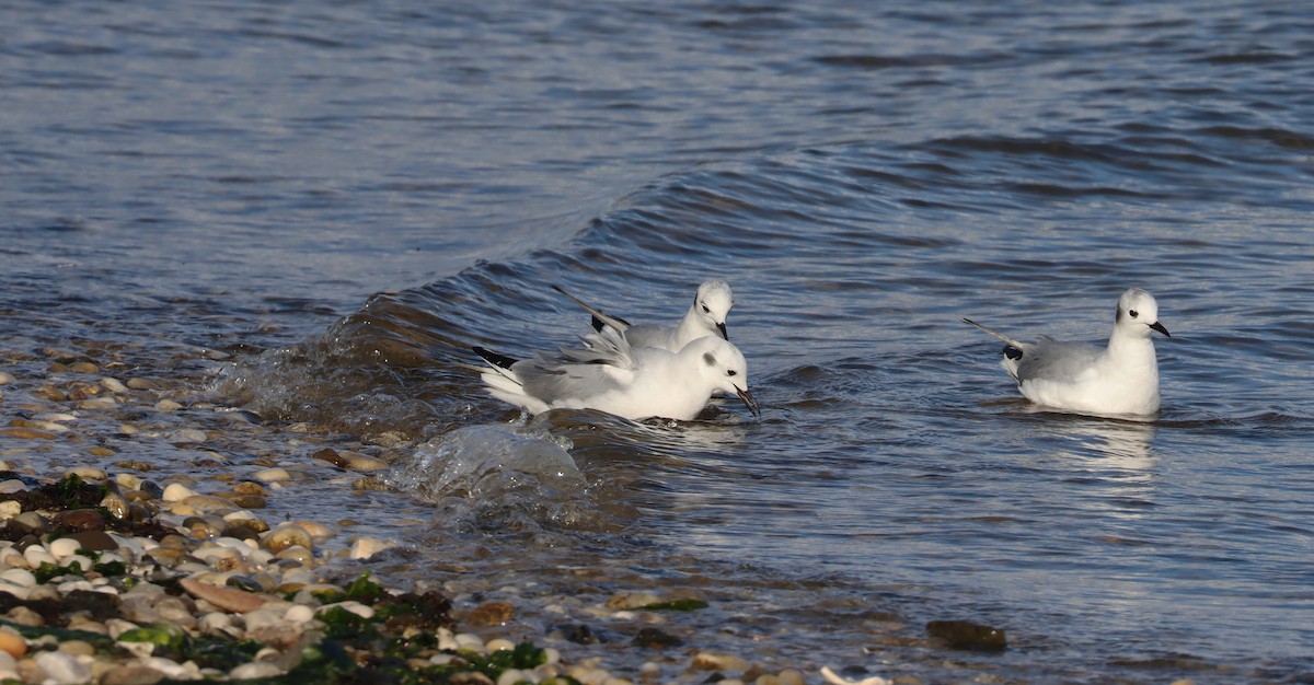 Mouette de Bonaparte - ML429789881