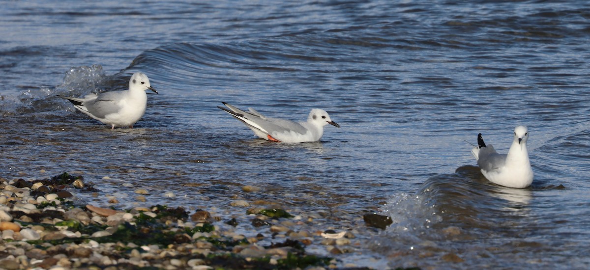 Bonaparte's Gull - ML429790011