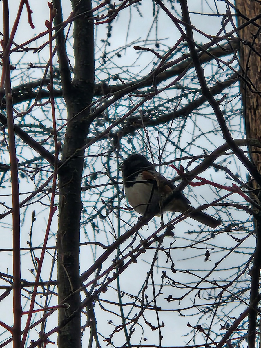 Spotted Towhee - ML429790081