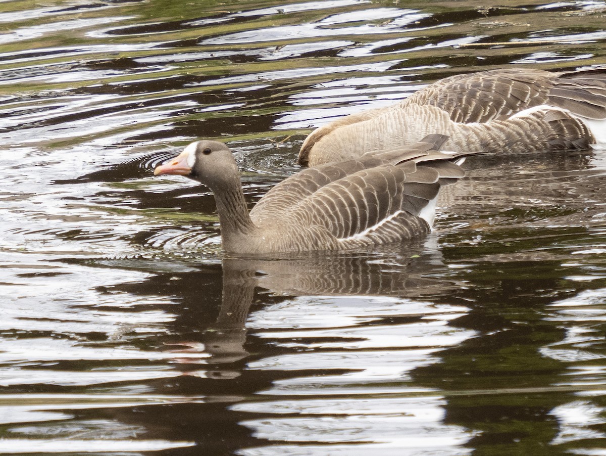 Greater White-fronted Goose - ML429790131