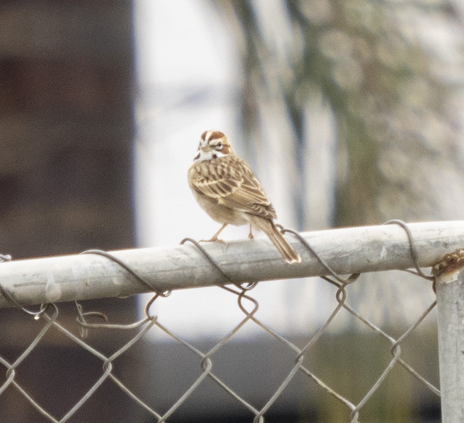 Lark Sparrow - ML429790191