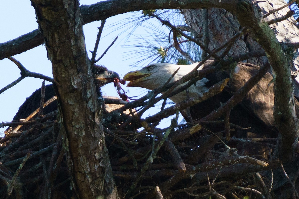 Bald Eagle - ML429791121