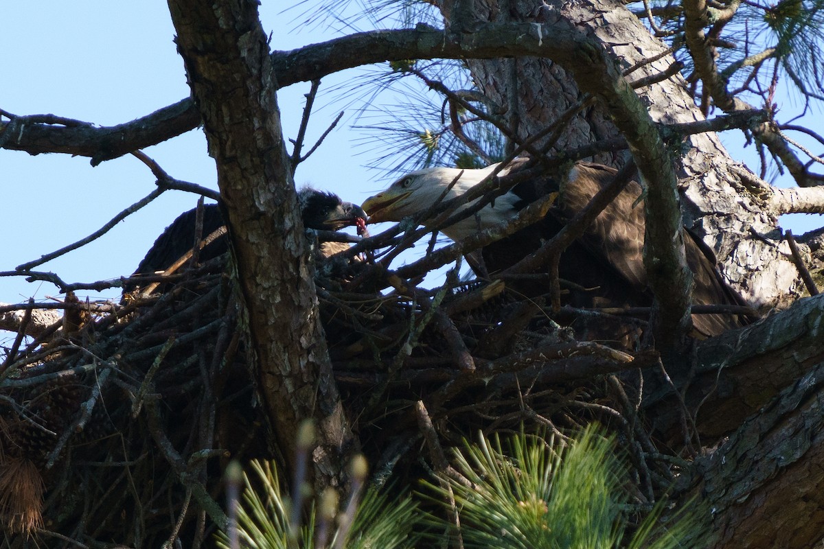 Bald Eagle - ML429791131