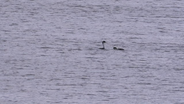 Western Grebe - ML429791571