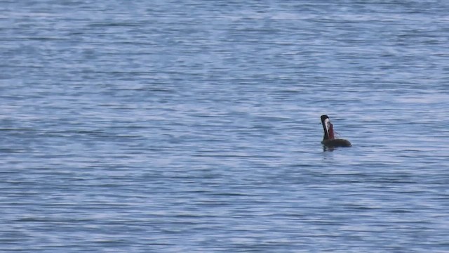 Western Grebe - ML429793431