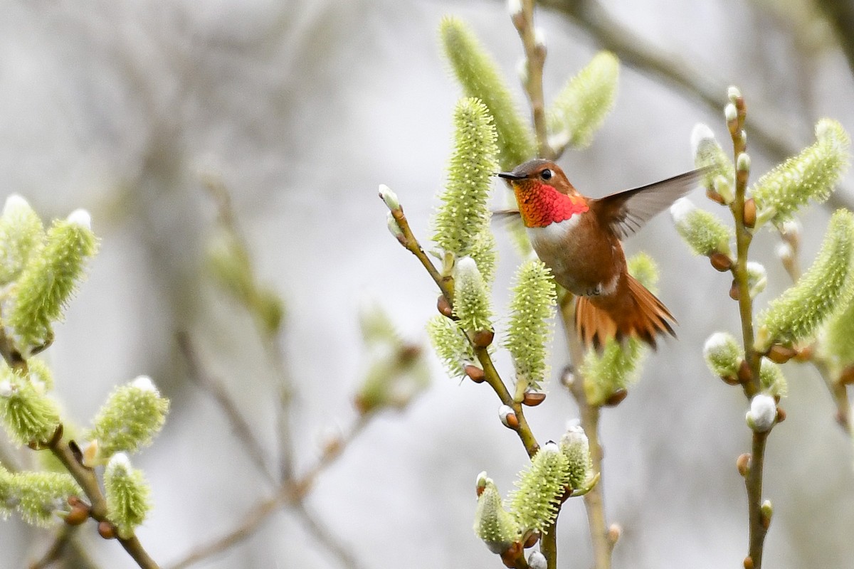 Rufous Hummingbird - Michael Shroyer