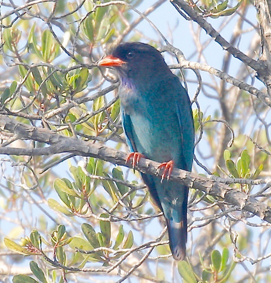 Dollarbird - ML429794631