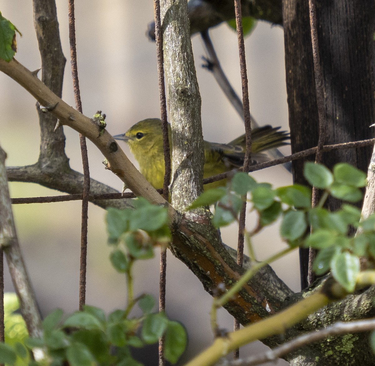 Orange-crowned Warbler - ML429797021