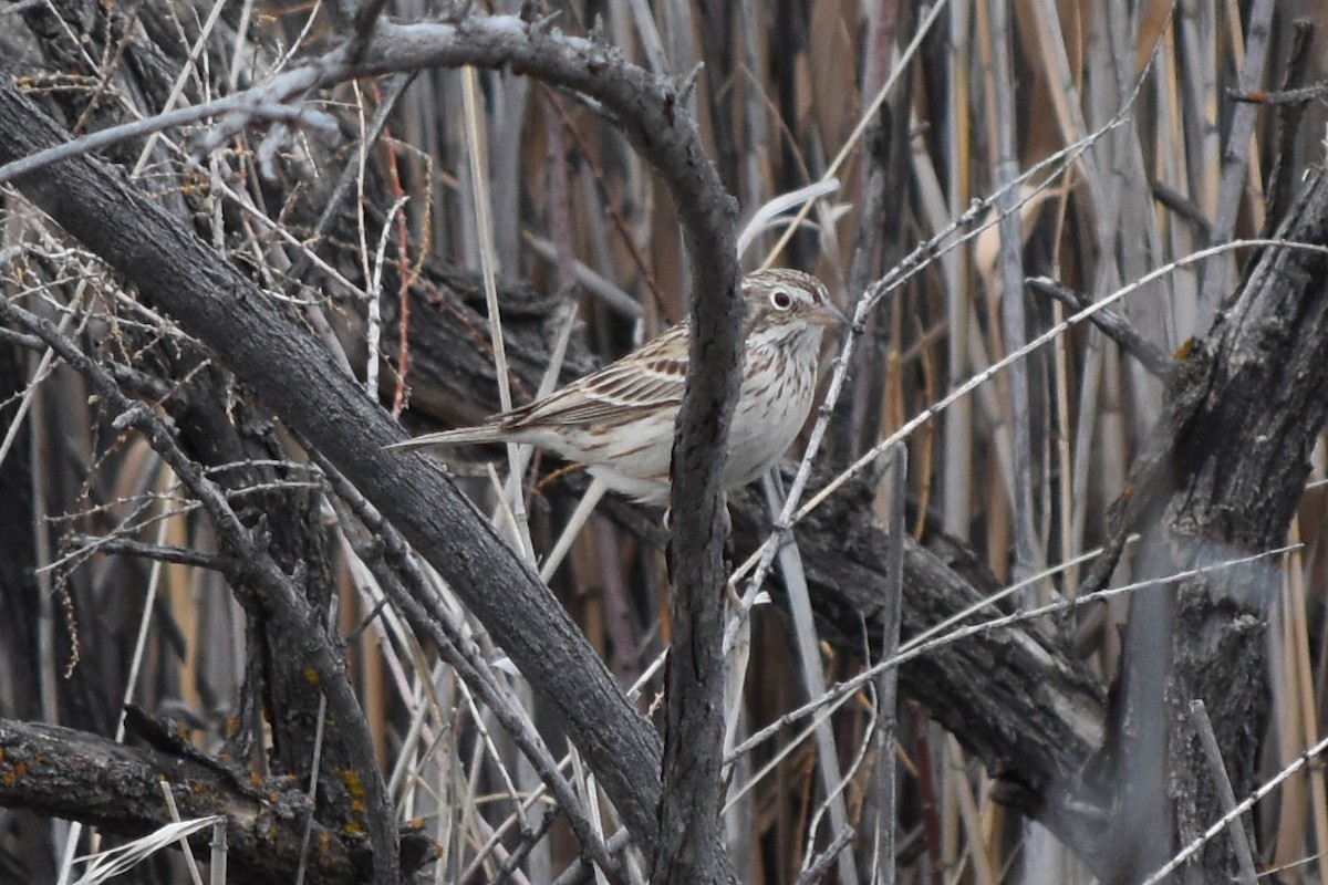 Vesper Sparrow - ML429797191