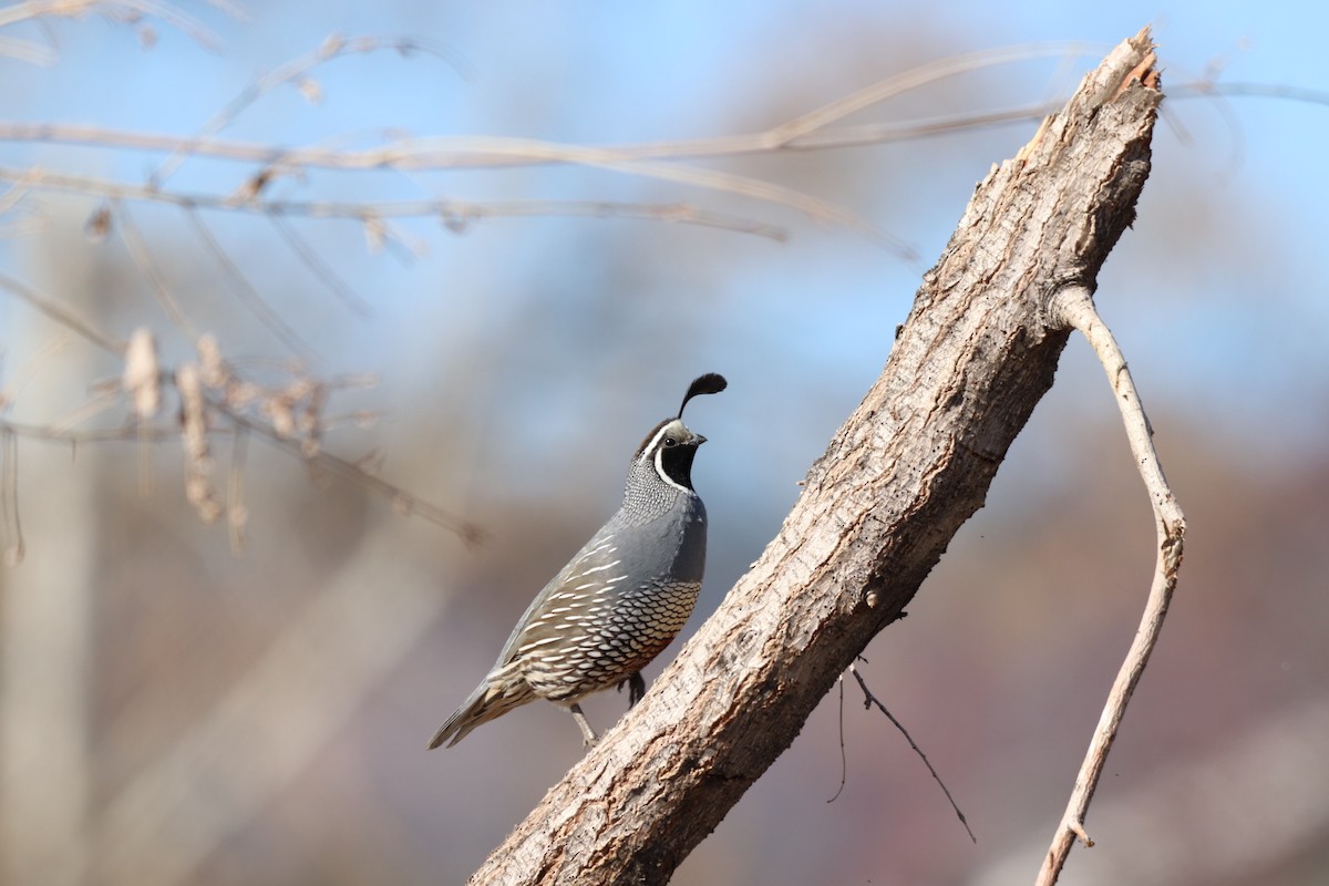 California Quail - Daniel Bye