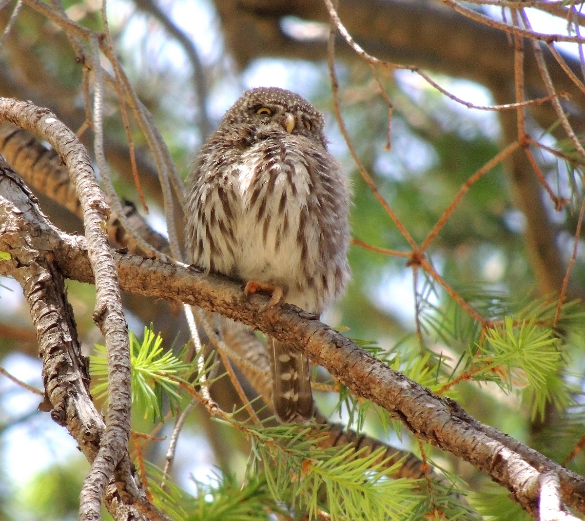 Northern Pygmy-Owl - ML429799361