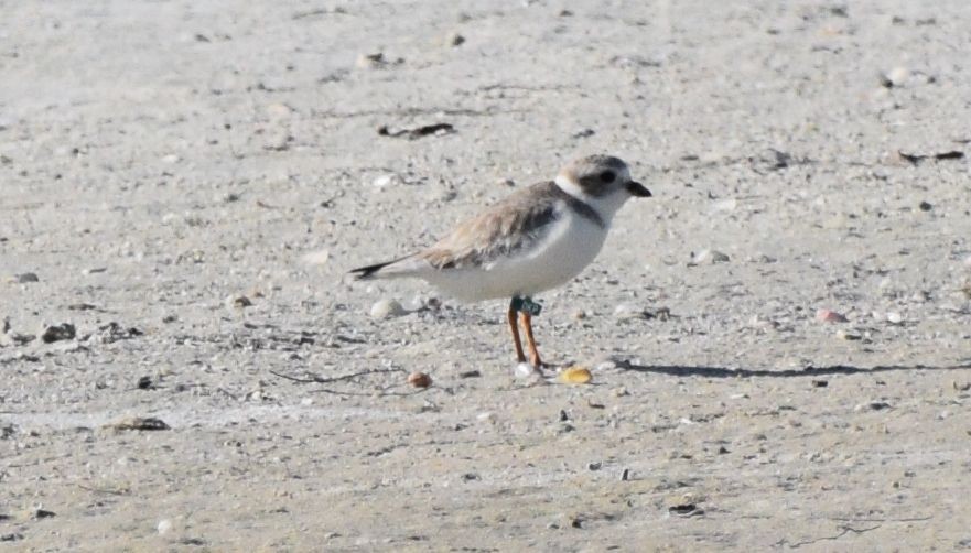 Piping Plover - ML42980131