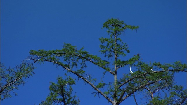 Большая белая цапля (egretta) - ML429802