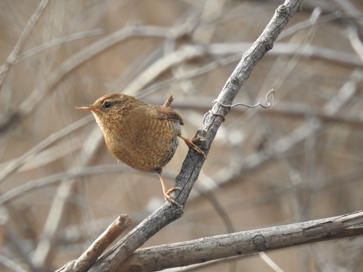 Pacific Wren - Bob Nieman