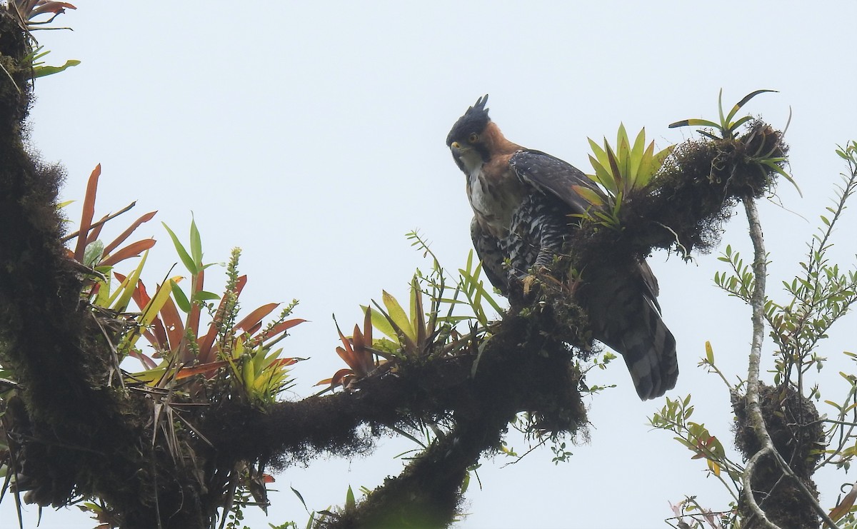 Ornate Hawk-Eagle - ML429803541