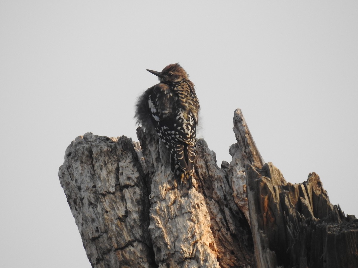 Yellow-bellied Sapsucker - ML42980431