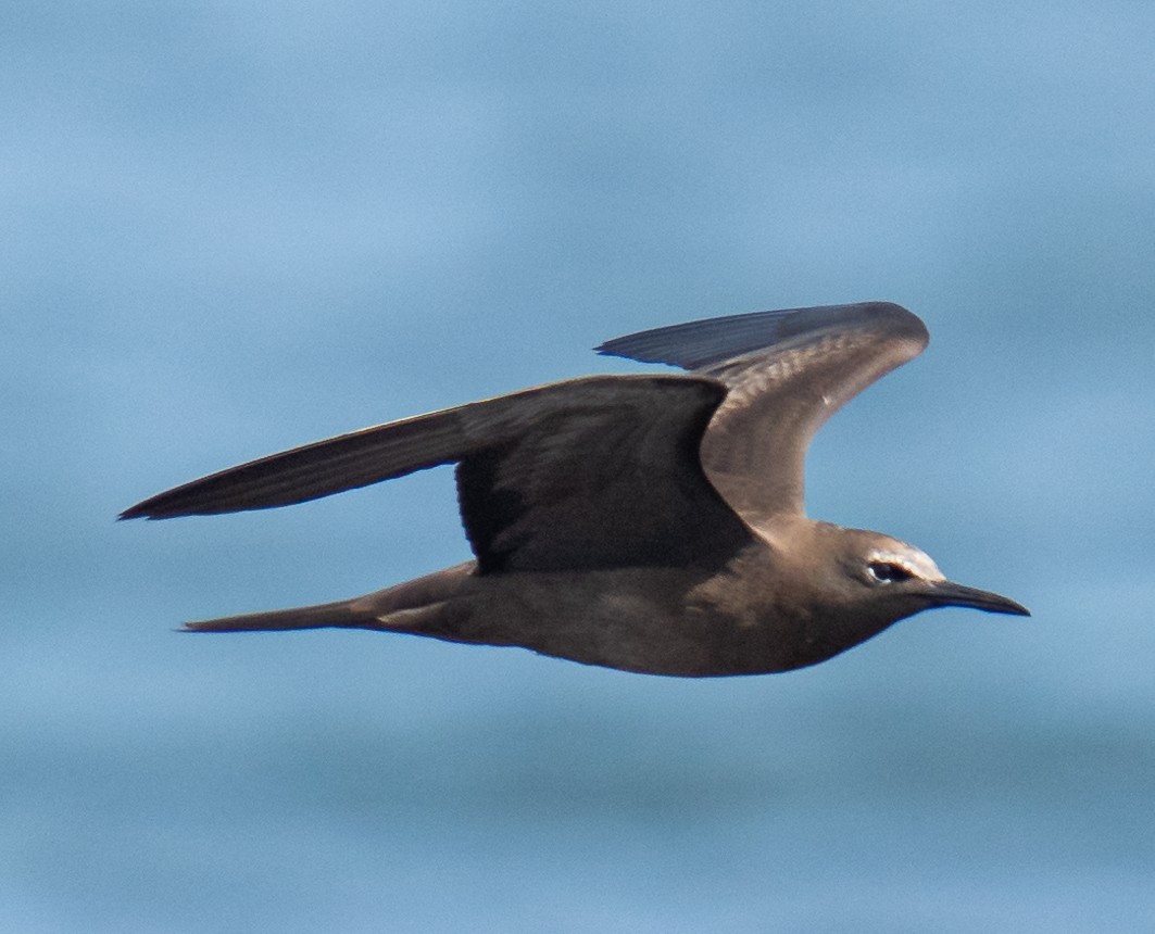 Brown Noddy - Michael Drake