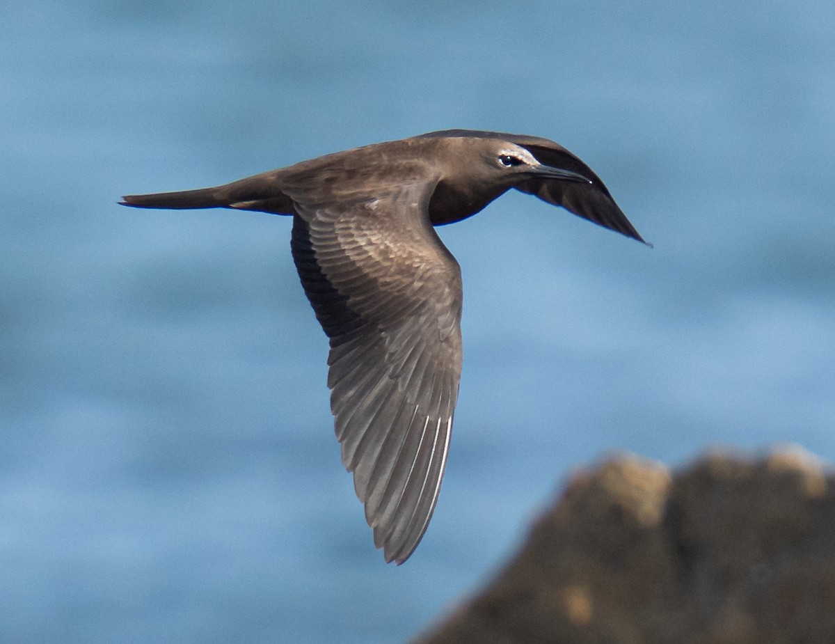 Brown Noddy - Michael Drake