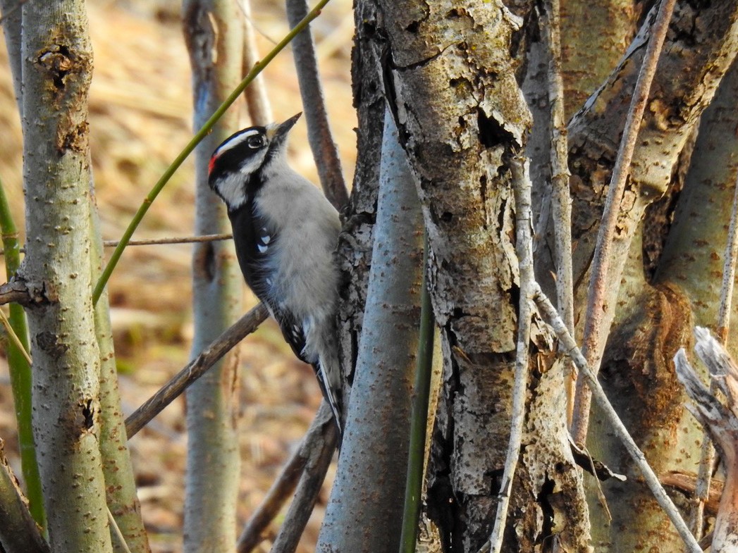 Downy Woodpecker - N  M