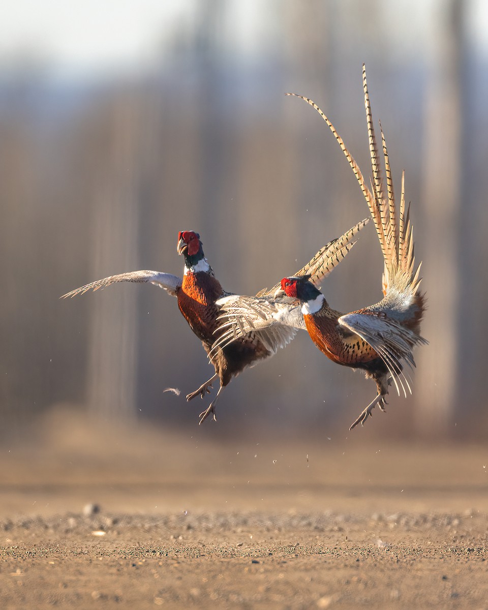 Ring-necked Pheasant - Jeff Dyck