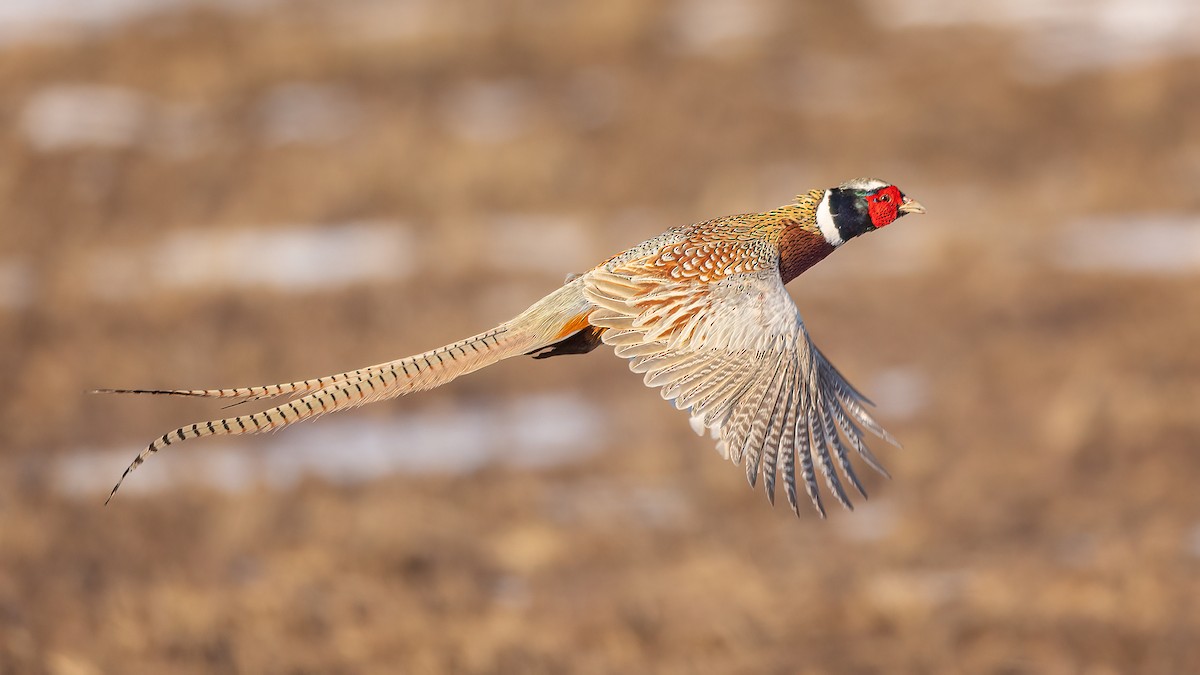 Ring-necked Pheasant - ML429805771