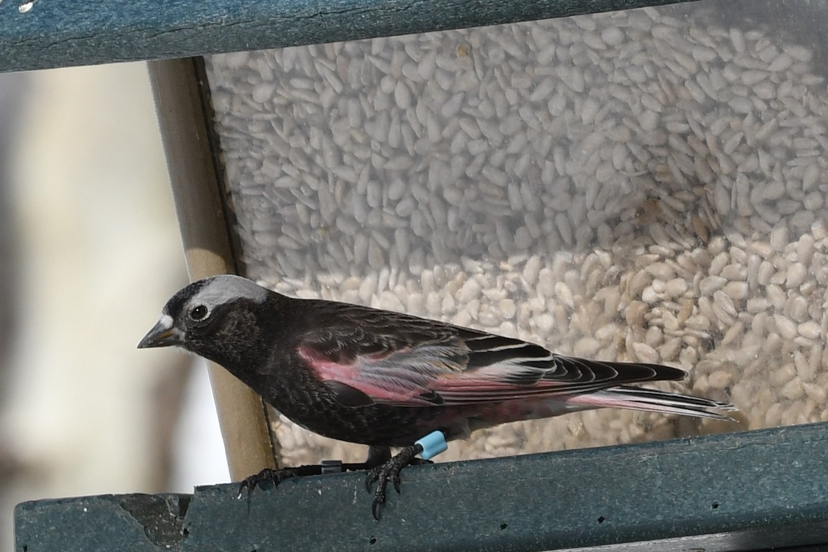 Black Rosy-Finch - Robert Schafer