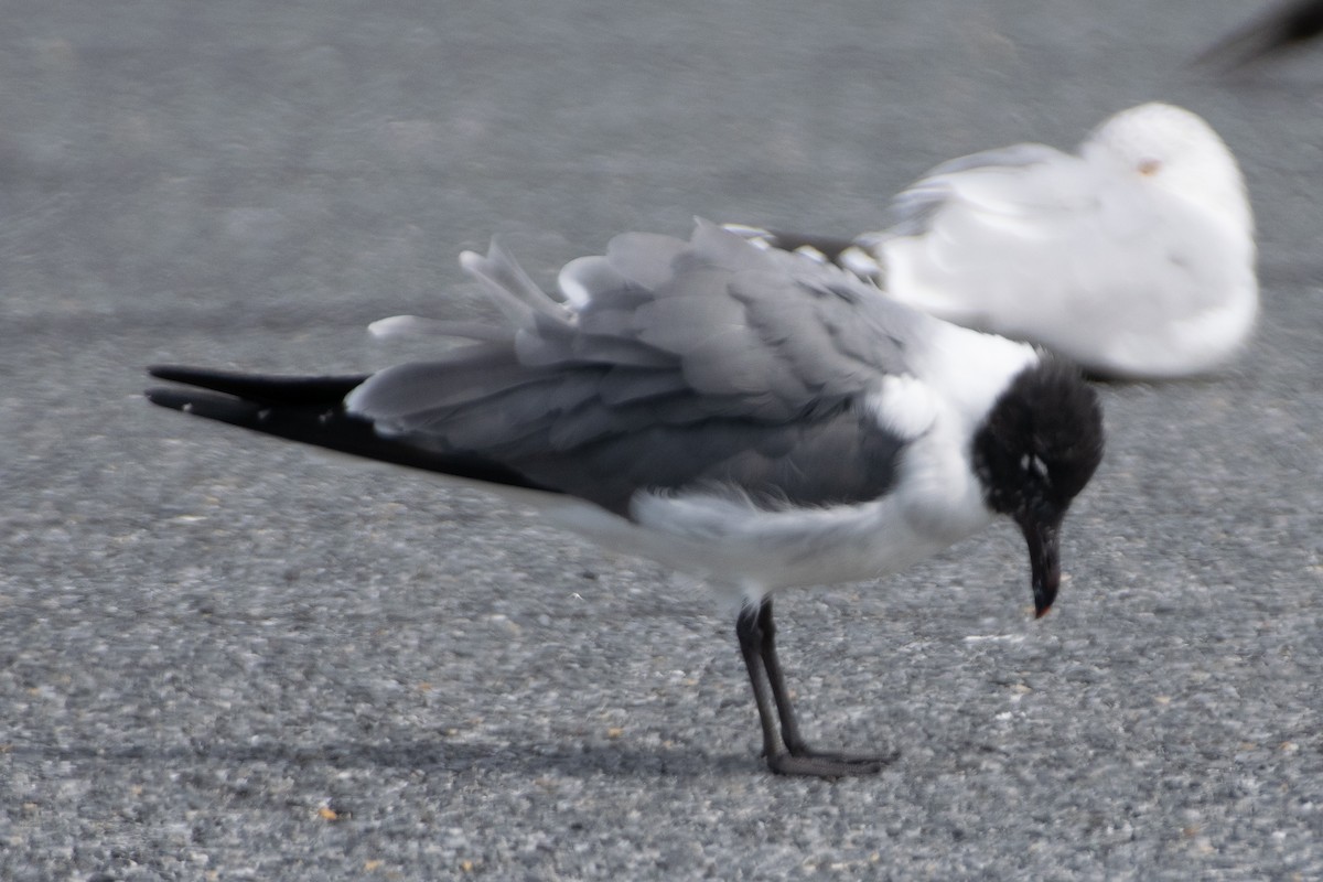 Laughing Gull - ML429808411