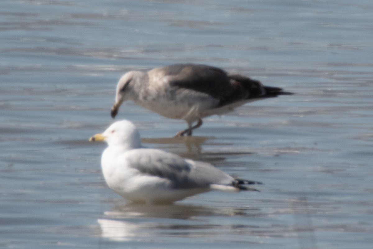 Lesser Black-backed Gull - Robert Schafer